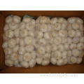 Pure White Garlic 4.5cm packing 1kg 10bags carton